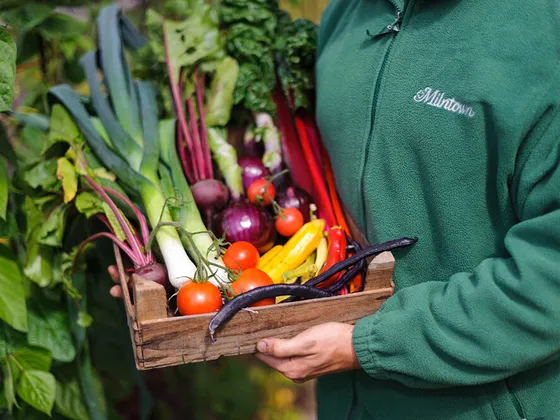 A local producer with freshly harvested Manx vegetables